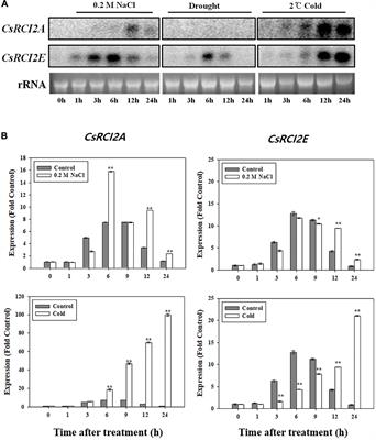 Subcellular Journey of Rare Cold Inducible 2 Protein in Plant Under Stressful Condition